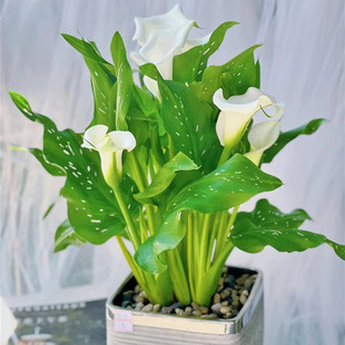 Colorful Calla Lily Bulbs Imported Perennial Root Blocks Cold-Resistant Courtyard Balcony Potted Hyacinth Lily Florals