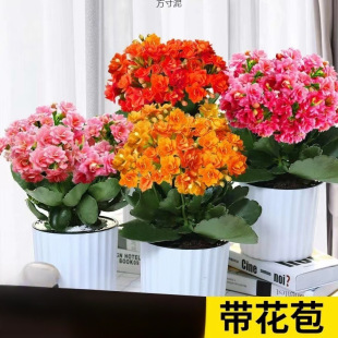 Potted Green Plants and Florals, Evergreen Plants in All Seasons, Blooming with Buds, Indoor Living Room, Balcony, Desktop Factory, Cross-Border Wholesale
