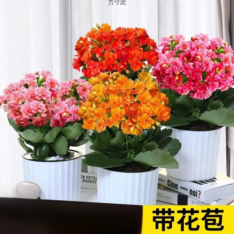 盆栽绿植花卉四季常绿植物开花带花苞室内客厅阳台桌面厂跨境批发