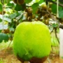 代发大果新鲜奇异果