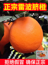 四川正宗大涼山雷波臍橙新鮮薄皮多汁應季水果10斤20斤特級濟橙