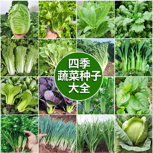 �ļ��߲˷N�����˺��ತ����������S���׷N�̨���Դ�ײ˷N��