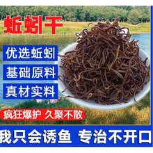 养殖蚯蚓 鱼饵 活饵 鸟食 乌龟食 渔具 钓鱼蚯蚓活体盒装拟饵软饵