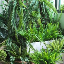 ��˹���~ާ�ֲ��ٻ��ݾGɫ�~�ӻ�cܛ�b�廨��ı������b�