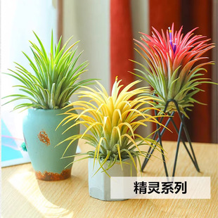 空气凤梨无土植物懒人室内精灵净化甲醛桌面摆件盆栽盆景花绿植-阿里巴巴
