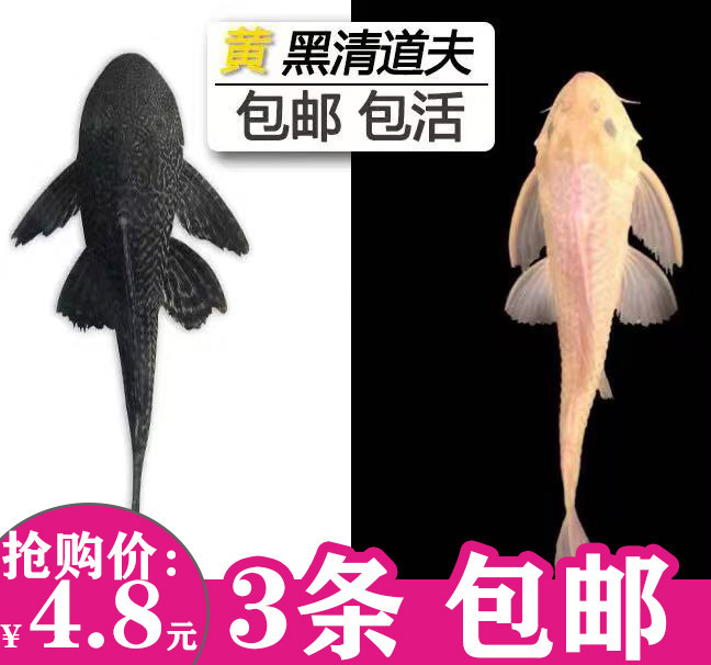 Cleaner Fish Tank Cleaner Fish Ornamental Tropical Freshwater Cold Water Fish Specializes in Eating Garbage Feces Cleaning Algae Golden Moss Mouse