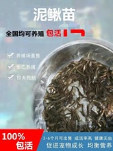 热销台湾泥鳅小苗幼苗鱼花水花本地泥鳅寸苗大品种帆布池淡水好养
