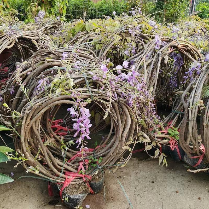 Глициния Цветочные саженцы горшечные цветы Вилла двор вьющиеся виноградные растения непрерывно цветут в стене глицинии Four Seasons