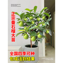 番石榴树果苗红心芭乐树苗南方种植庭院盆栽地栽四季果树当年结果