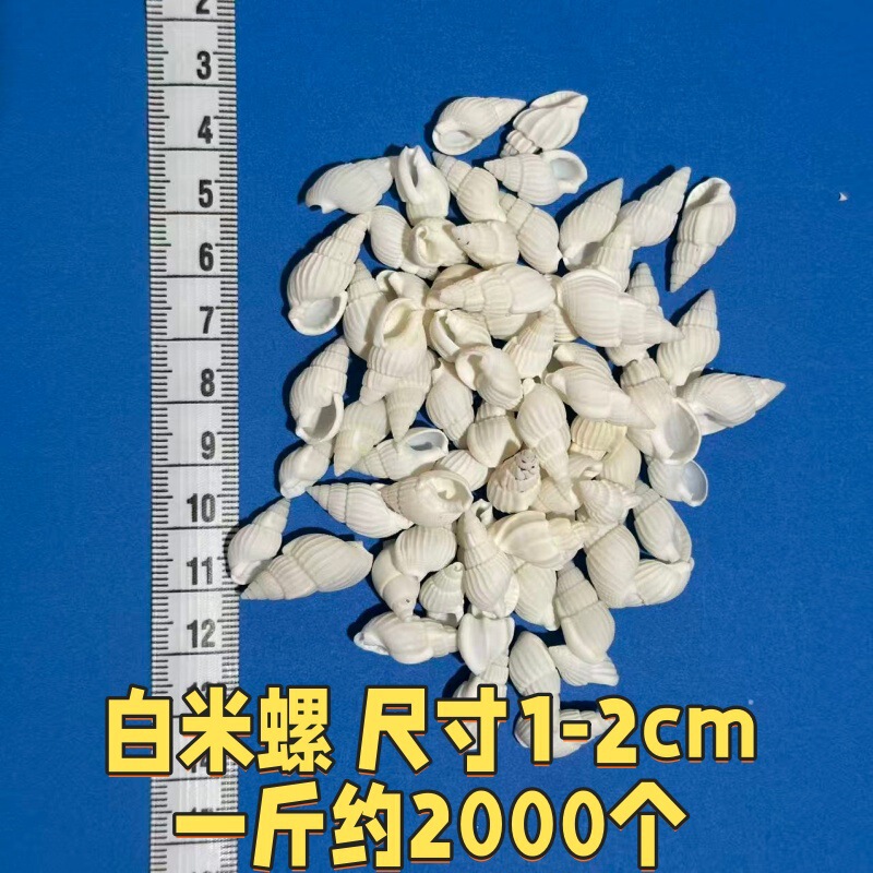 小海螺小米螺天然贝壳海螺手工DIY鱼缸造景微观装饰配件寄居蟹用|undefined