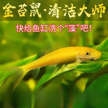 ��̦���~�������~����̦���������坍�����~�ᎧС�͵�ˮ�~