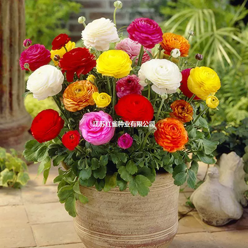 Ranunculus японский цветок лист сельдерея пион семена мяч в горшках многолетние луковичные в помещении и на открытом воздухе двор морозостойкие семена цветов растений