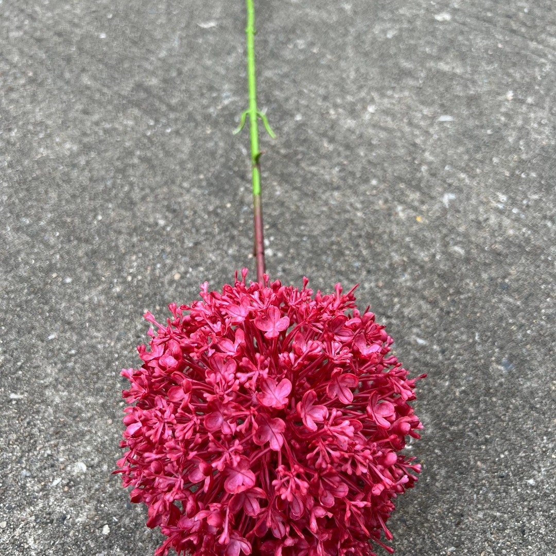 Xiyan Bola de cebolla verde Rosa Roja