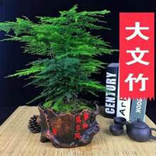 文竹盆栽绿植室内土水培植物云竹盆景带盆花卉客厅四季常青文竹苗