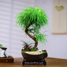 金钱松盆景室内植物观赏性造型桌面阳台好养绿植办公书房中式盆栽
