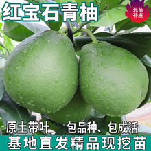 ̩���t��ʯ��������ϱ���ͥԺ�ش�������Լ޽����Ә���