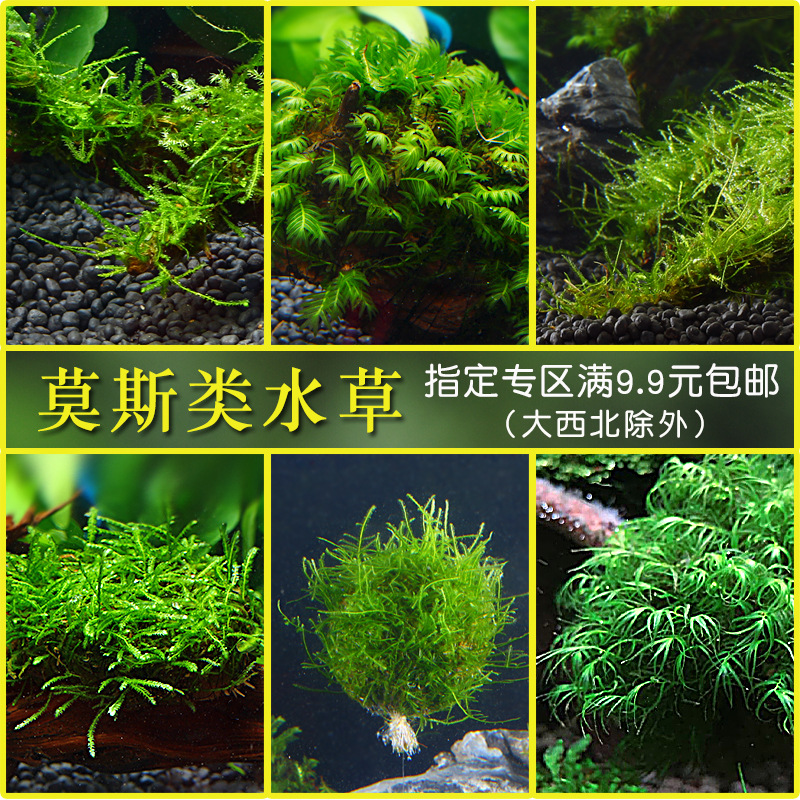 鱼缸沉木阴性水草造景散装莫斯莫丝水晶鹿角苔火焰垂泪松茸大三角 种苗花卉网