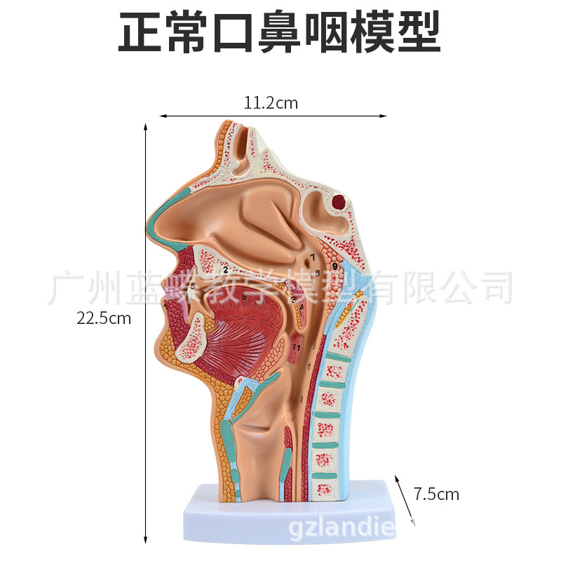 �����ǻ��ǻ�ʺ�����ʸ״ �ڱǺ� ����ģ�� ���Ǻ���ģ��  ����