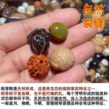 多种菩提子麒麟眼无患子凤眼龙眼木鱼果菩提根木患子金刚散珠有孔