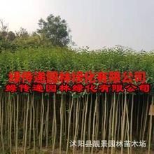 园林绿化工程树 高杆女贞小苗大叶女贞丛生树种植庭院观赏