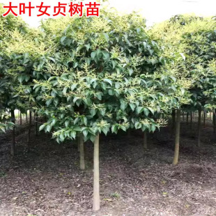 �Gɫϵ�ߗU���~Ůؑ���� ��ؾG�������δ��~Ůؑ �е�ͥ�aŮؑ��