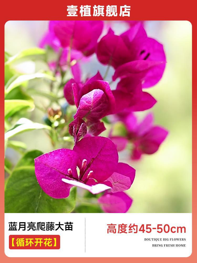 [계절꽃] 블루문덩굴모종 [45-50cm]