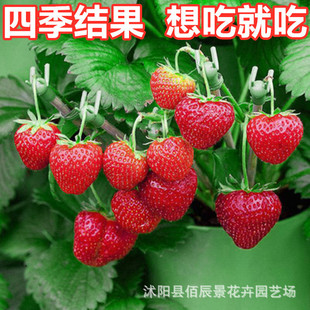 ݮNļݮNѼtͲݮN̨Բݮˮ߲˷N