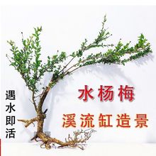 水杨梅小老桩精品斜飘坨水陆缸鱼缸龟缸造景水草懒人室内水培绿植