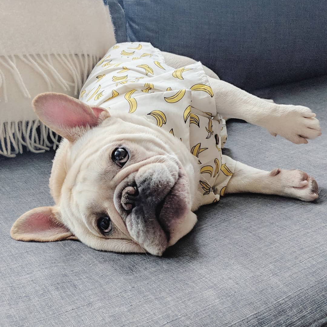 pug hawaiian shirt