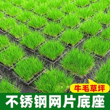 迷你牛毛水草鱼缸专用造景草坪草皮前景草阴性活牛毛网片真草草缸