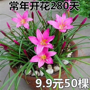 Double-Flowered Rain Lily Bulbs, Fat Lily Bulbs, Onion Lily Bulbs, Leek Lily Bulbs, Greening Courtyard Balcony Potted Plants, Four-Season Flowering Plants