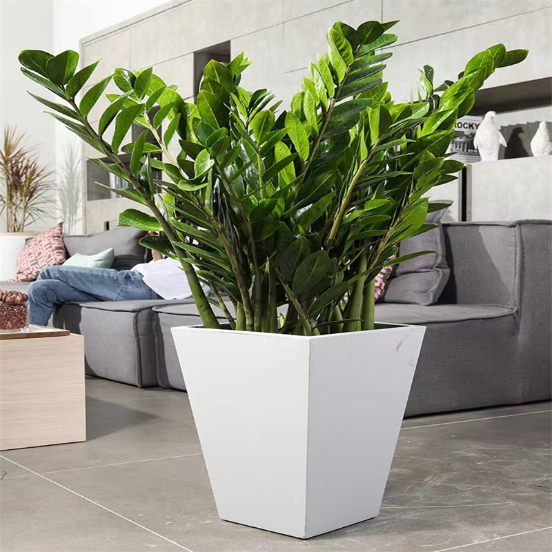 Money Tree Potted Plants Indoor Florals Living Room Evergreen All Year Round Easy to Grow Green Plants Large Money Banyan Fortune Tree