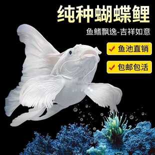 ̨����������ˮ�^�p�~ʯ��׶������w�{�^�Lβ�\���~����~����