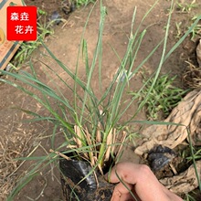 ɽ�|���ݴ������� �ݻ���β��������G��С������β����G����