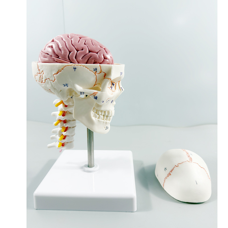 Colored skull separation model human body colored skull model 1/2…