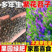 紫花苕种子光叶毛苕子牧草果园绿肥种籽高产箭舌野豌豆多年生草籽