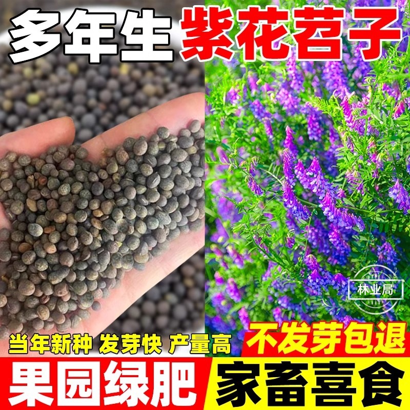 紫花苕种子光叶毛苕子牧草果园绿肥种籽高产箭舌野豌豆多年生草籽