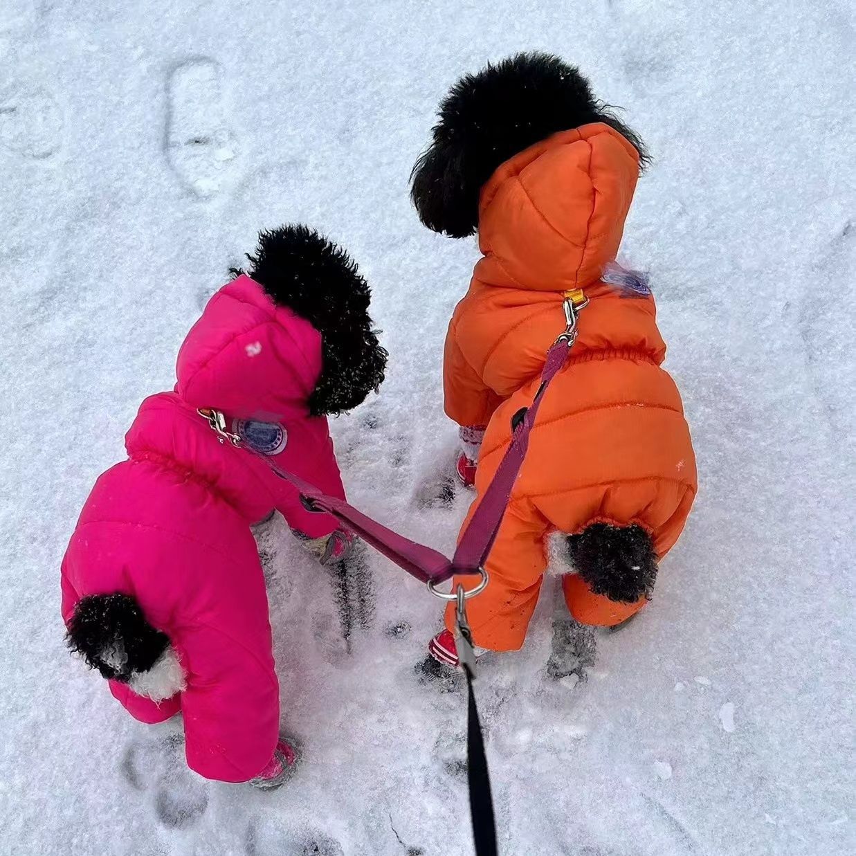 Dog Clothes, Warm and Thickened Autumn and Winter Clothing, Teddy, Bichon, Pomeranian, Cats, Small Size Dogss, Four-Legged Pets, Super Cute Cotton Clothes