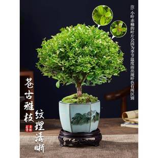 �GС�~���̴�Ϙ���΢���^ˮ��С�~����k�����ļ����B���z�ľ