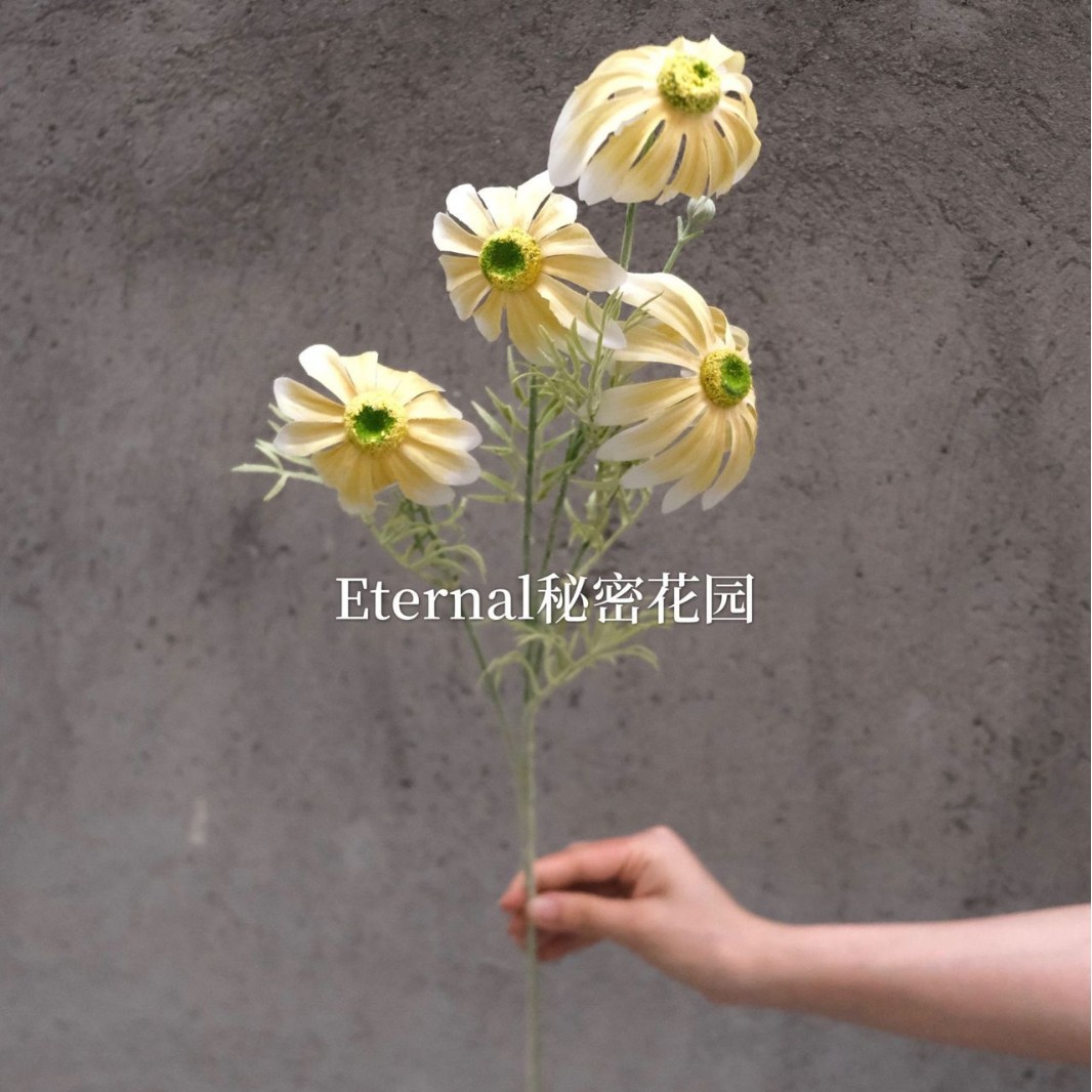 Crisantemo ojo de gato