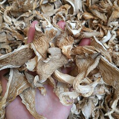 基地卸売り乾燥シイタケ500gシイタケ乾燥食用菌南北乾燥貨物ばら積菌バッグ