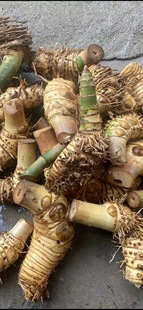 С�~�{����������������B�׻��҃�ͥԺ�辰���ŶU�����F�^������