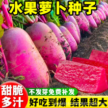 凤梨水果萝卜种子红心冰淇淋正宗甜脆生吃四季阳台通用种籽孑大全