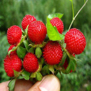 ��ݮ�N��Ұ��ݮ�������@�ֵر����� ��ƺ�c�YͥԺ���Կ�ܷN��