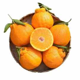 四川不知火丑橘应当季水果柑橘丑橘包邮新鲜水果丑橘一件代发