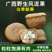 鳞男性滋补正宗风流果龟头养生石头野生果正品泡酒料子厚广西新货
