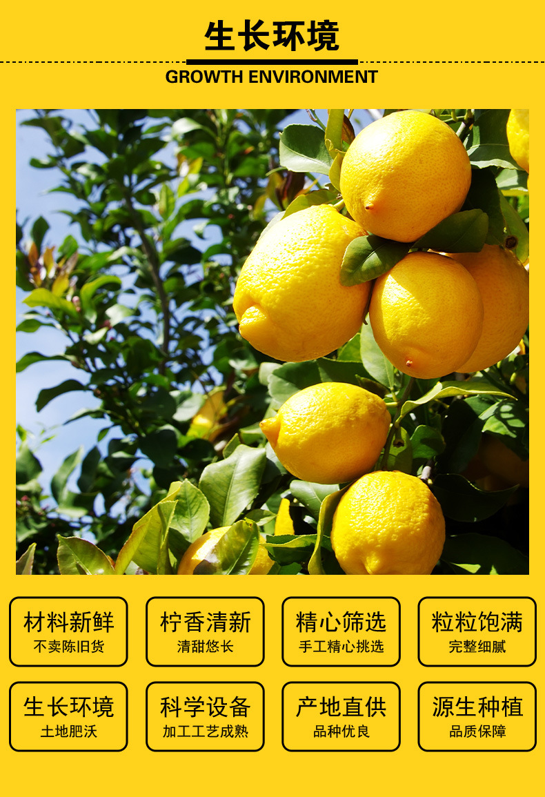 Dried Lemon Slices (Citrus limon) — Low-Temperature Slow-Baked Fruit Tea & Wellness Infusion key features