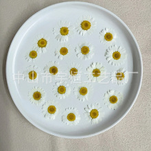 原白晶菊 干花压花押花滴胶手镯DIY材料宝石吊坠手工制作饰品配件