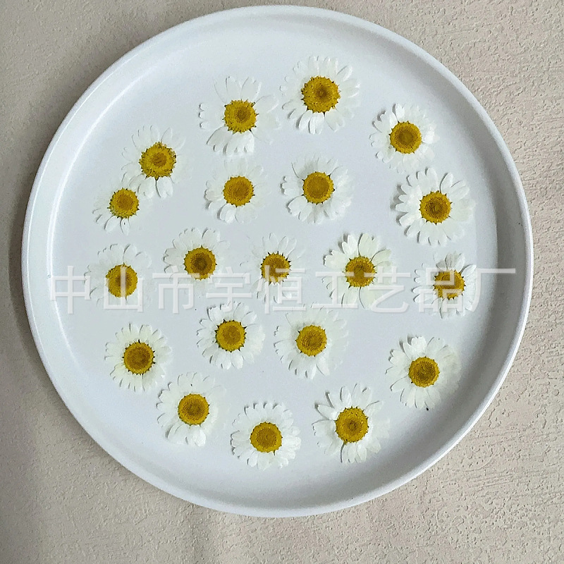 原白晶菊 干花压花押花滴胶手镯DIY材料宝石吊坠手工制作饰品配件