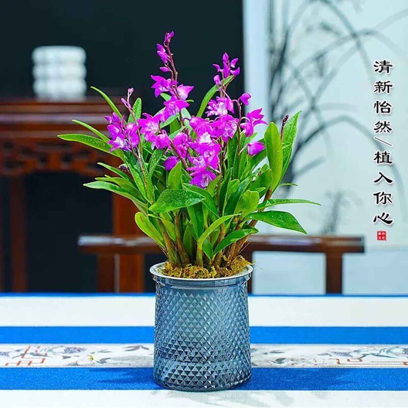 Perfumed Dendrobium Orchid blooms beautifully in all seasons, is an easy-to-care-for green plant, has a strong fragrance, and is a New Year's flower that purifies the air Perfumed Dendrobium Orchid blooms beautifully in all seasons, is an easy-to-care-for green plant, has a strong fragrance, and is a New Year's flower that purifies the air